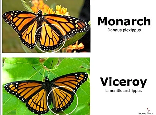 Peak monarch butterfly migration season arrives in North Carolina