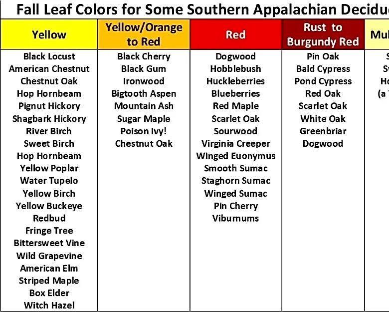 'Leaf peeping' season is coming to Western NC. Track leaf changes here