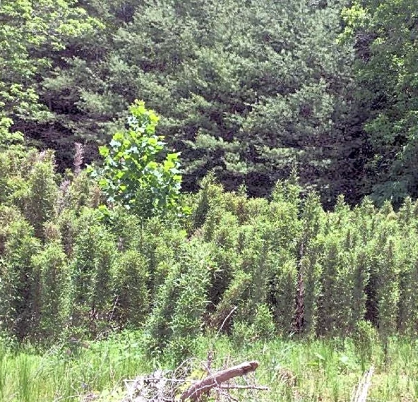 What role does Buncombe's Soil and Water Conservation District play?