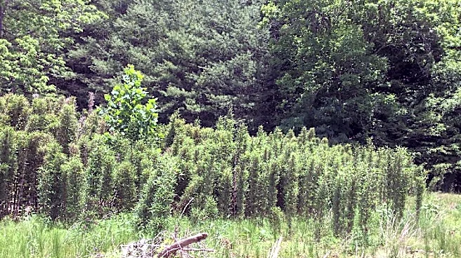 What role does Buncombe's Soil and Water Conservation District play?
