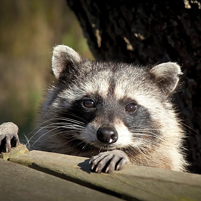 Oral rabies vaccines dropped in Western NC to deter raccoon rabies