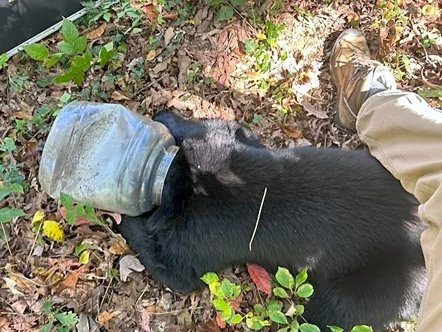Biologists save bear cub with jug stuck on head