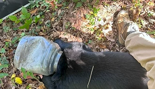 Biologists save bear cub with jug stuck on head