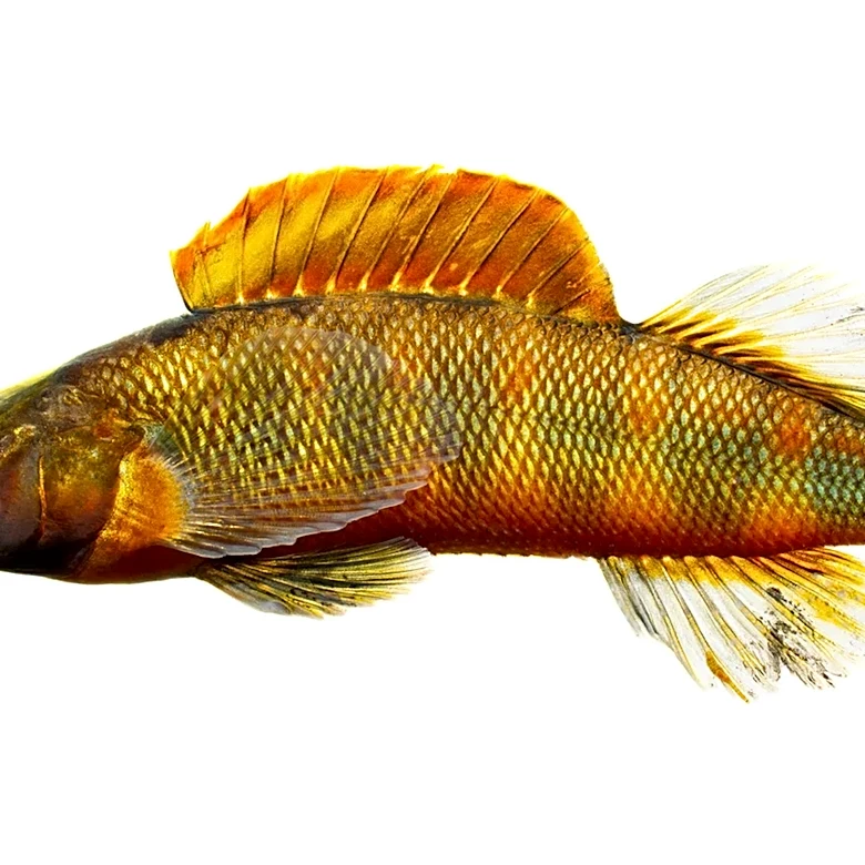 Smallmouth bass, russet darters back in portion of Swannanoa River. Why it matters
