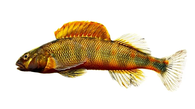 Smallmouth bass, russet darters back in portion of Swannanoa River. Why it matters