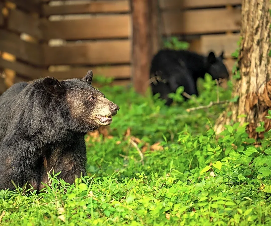Bear feeding to be addressed in public hearing