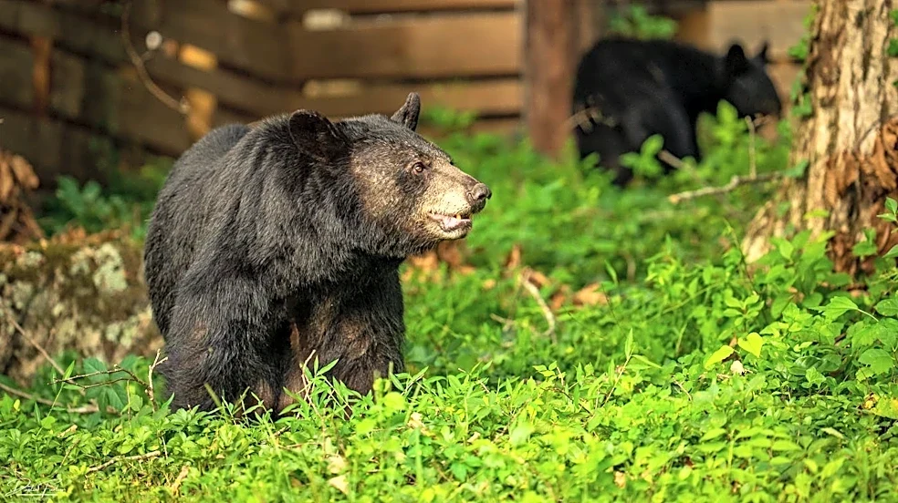 Bear feeding to be addressed in public hearing