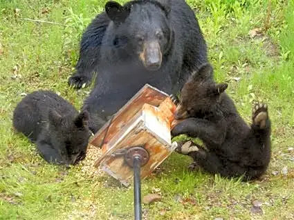 State biologists address Asheville's bear issue at public meeting