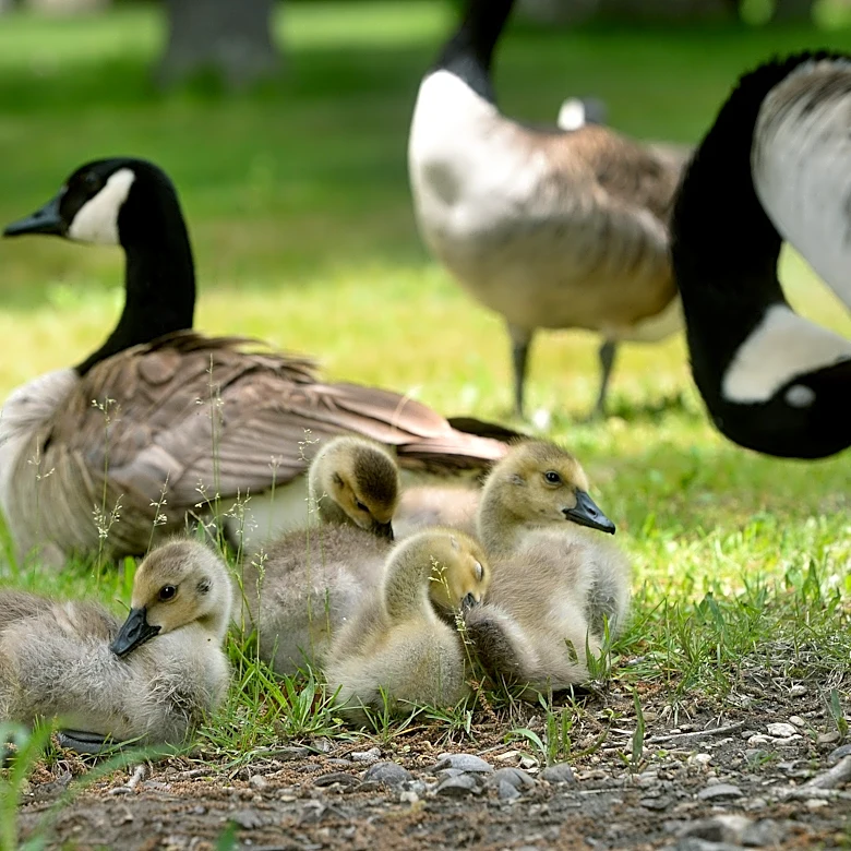 Warminster police accuse man, 72, of shooting geese in business lot