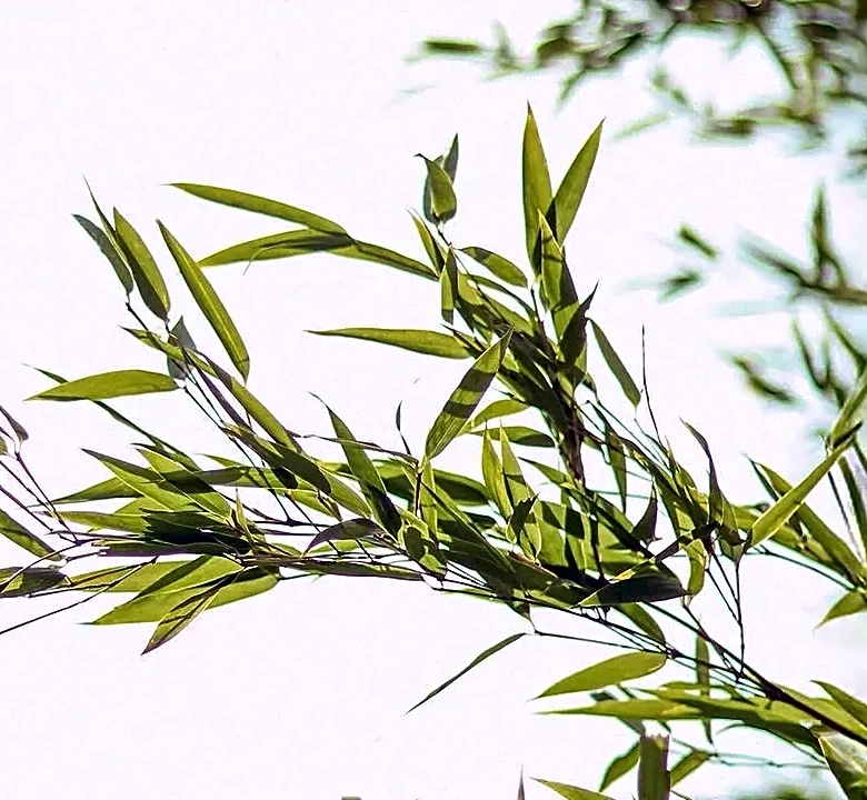 5 Reasons to Switch to Bamboo Sheets for Summer