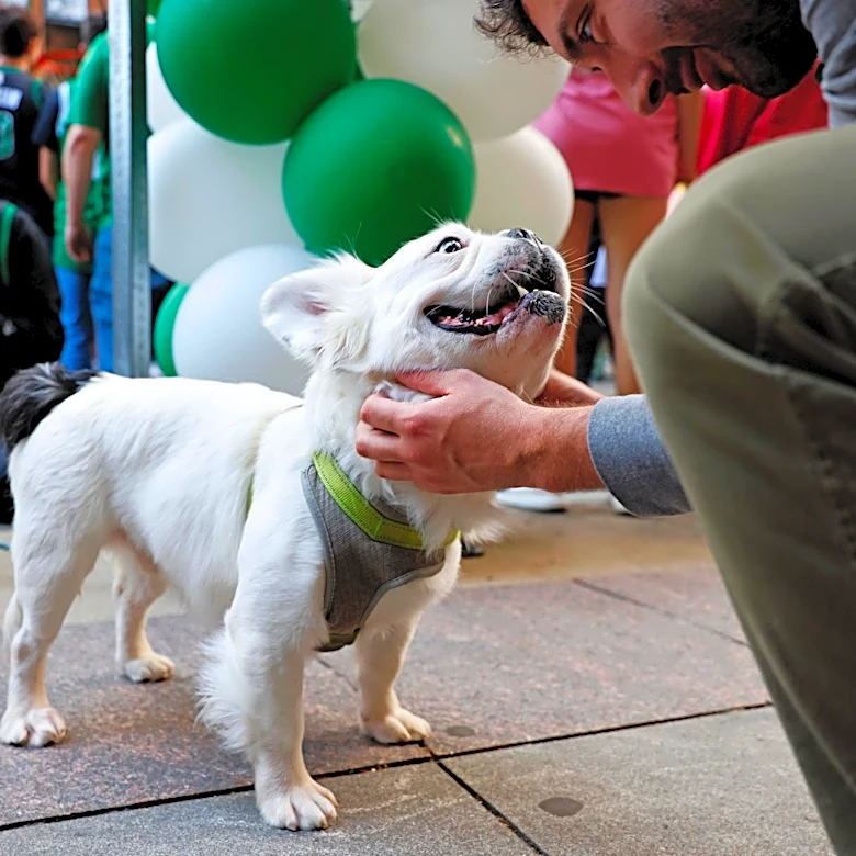 Boston Celtics announce partnership with Tandem Vet Care