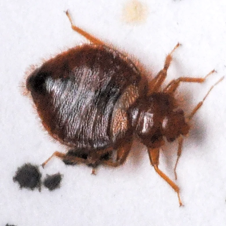 Which Ohio city has the worst bed bug problem? Terminix and Orkin disagree