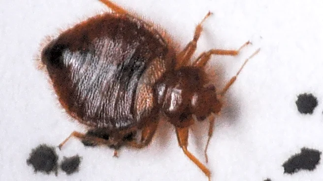 Which Ohio city has the worst bed bug problem? Terminix and Orkin disagree