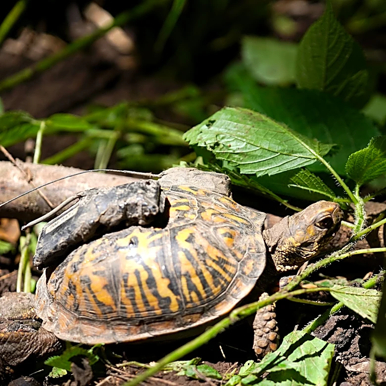 A month on the farm: How Cincinnati Zoo's rehomed box turtles are faring