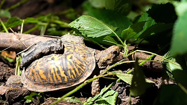 A month on the farm: How Cincinnati Zoo's rehomed box turtles are faring