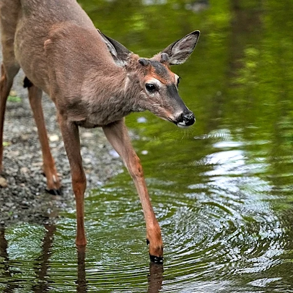 Why deer are the most dangerous animal in Ohio