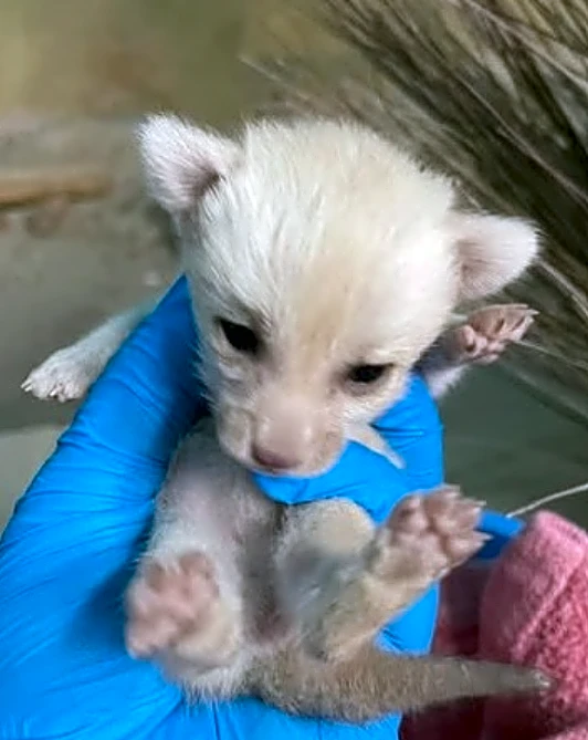 Cincinnati Zoo has a new baby fox. See her cocktail-inspired name