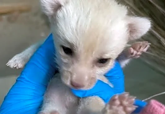 Cincinnati Zoo has a new baby fox. See her cocktail-inspired name
