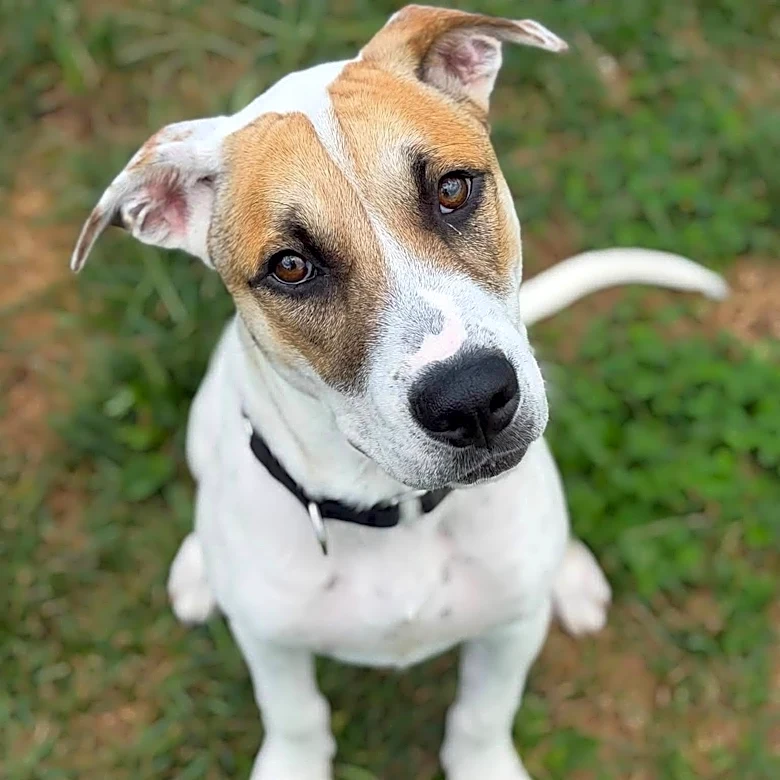 PAWS-A-PALOOZA brings pet fun to Monroe park