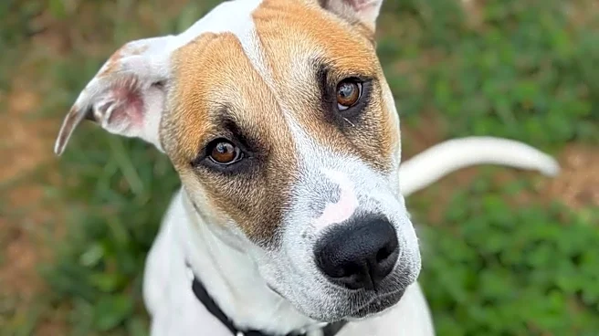 PAWS-A-PALOOZA brings pet fun to Monroe park