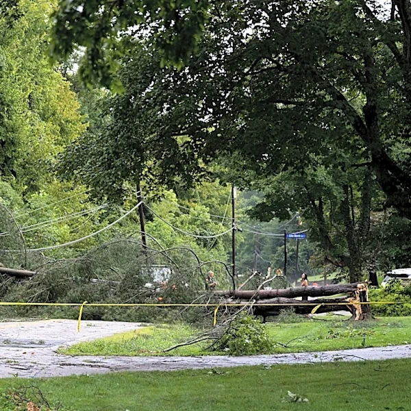 Unhealthy trees are more vulnerable to storm damage. How to spot them