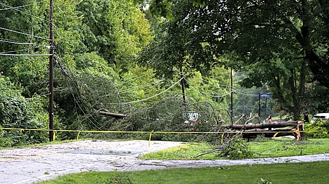 Unhealthy trees are more vulnerable to storm damage. How to spot them