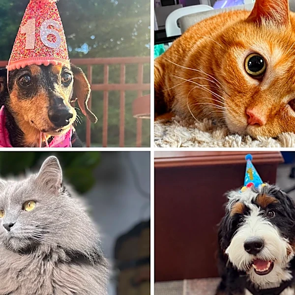 Meet Cincy's Cutest Pets final 4. Pumpkin, Mini, Basil, His Royal Highness