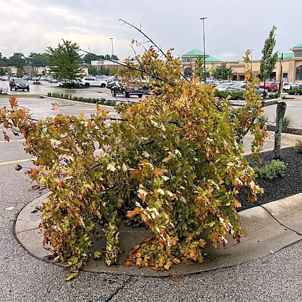 Storm-hit Hamilton County businesses can seek SBA loans