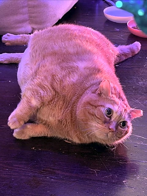 The winner of Cincinnati's Cutest Pet is ...