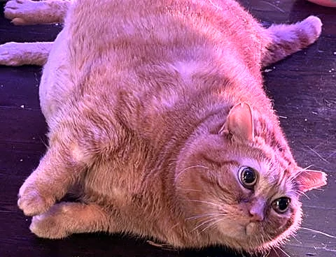 The winner of Cincinnati's Cutest Pet is ...
