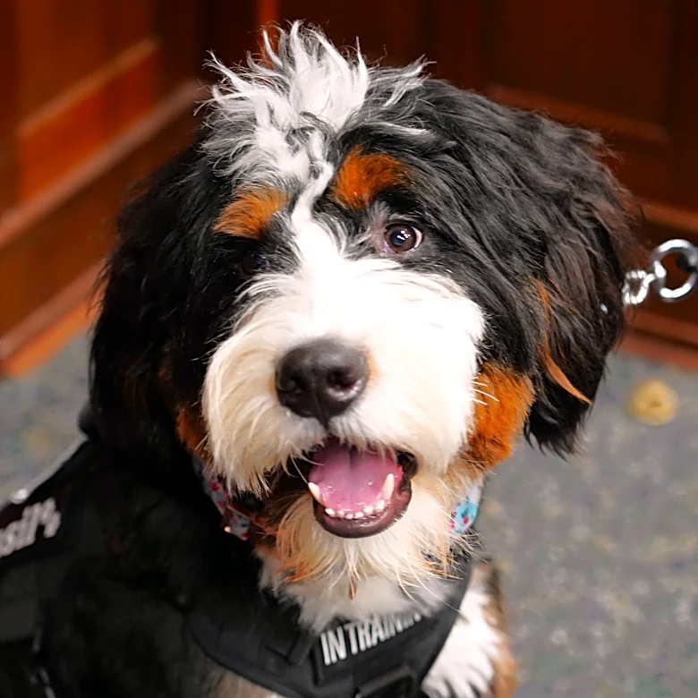 This Hamilton County jury assignment comes with Basil the dog
