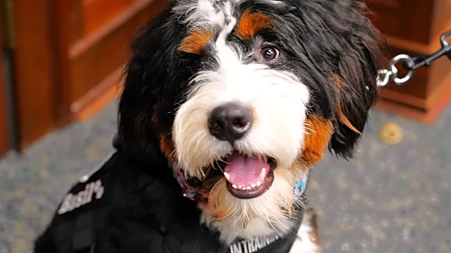 This Hamilton County jury assignment comes with Basil the dog