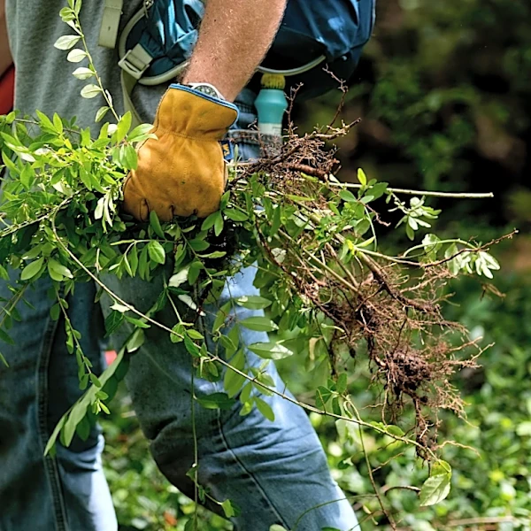 Cincinnati Parks lands largest-ever gift to restore a forest