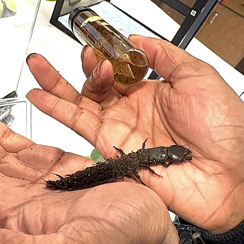 These giant, creepy bugs are actually a good thing for Ohio. Here's why