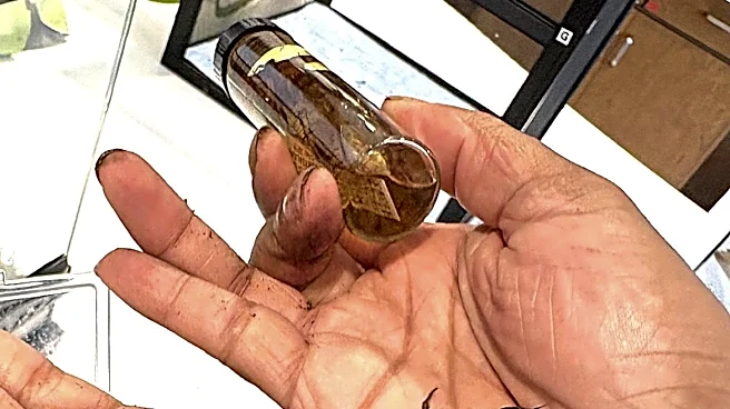 These giant, creepy bugs are actually a good thing for Ohio. Here's why