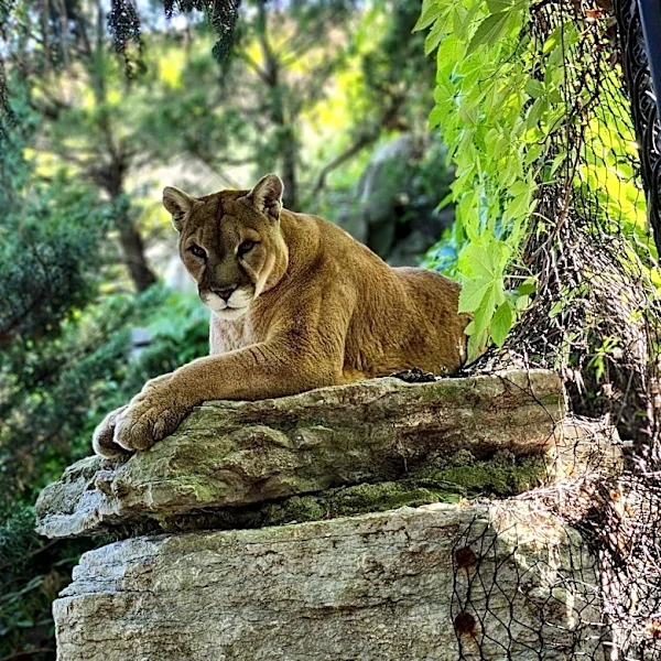 Cincinnati Zoo grieves death of 'handsome, clever' cougar