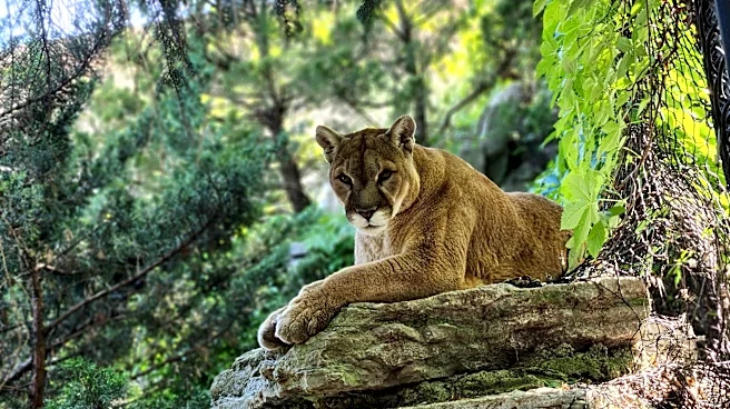 Cincinnati Zoo grieves death of 'handsome, clever' cougar
