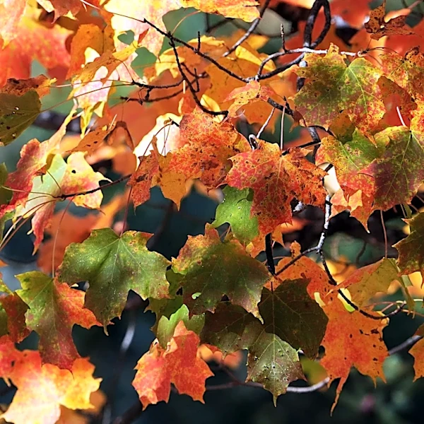 Today is the first day of fall, but the autumnal equinox happens late