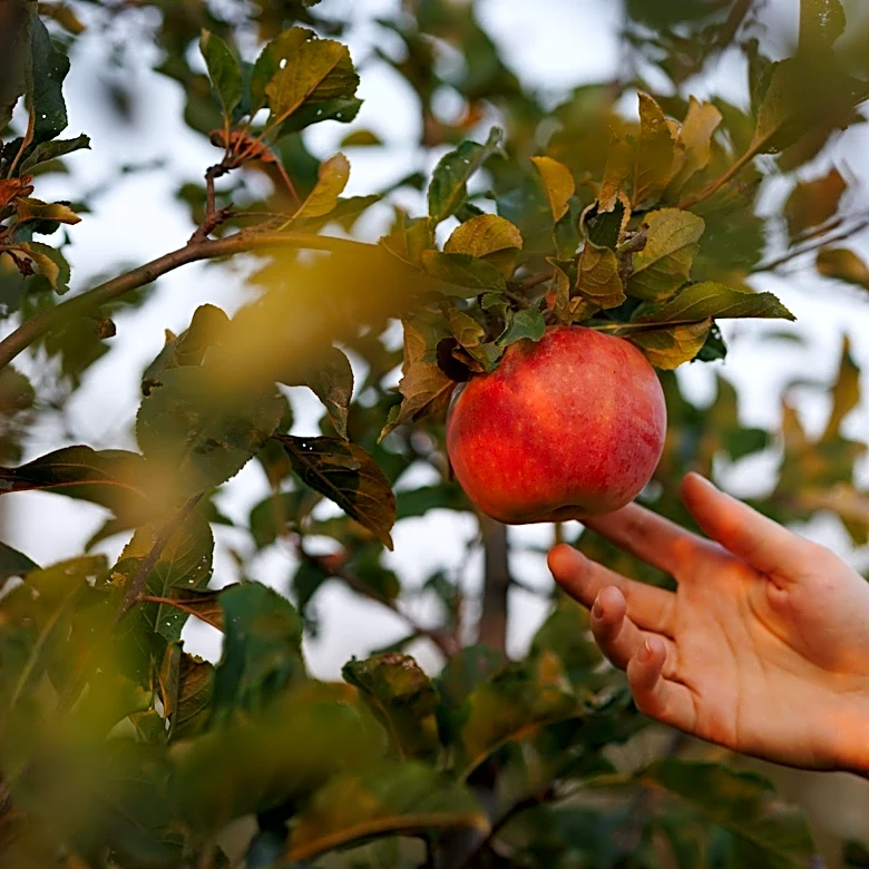 Where you can (and can't) pick your own apples in Cincinnati