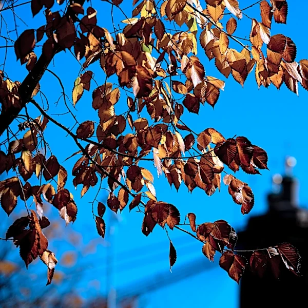 Dry, cool fall weekend ahead for Greater Cincinnati