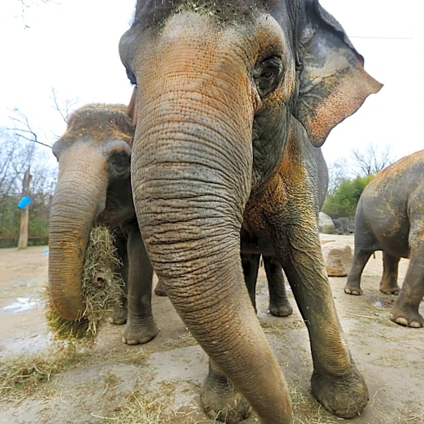 Cincinnati Zoo's famous elephant 'Schottzie' finds new home