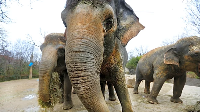 Cincinnati Zoo's famous elephant 'Schottzie' finds new home