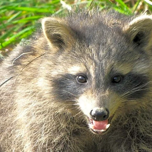 The 170,000 animals killed at Rumpke aren't the whole story | Opinion