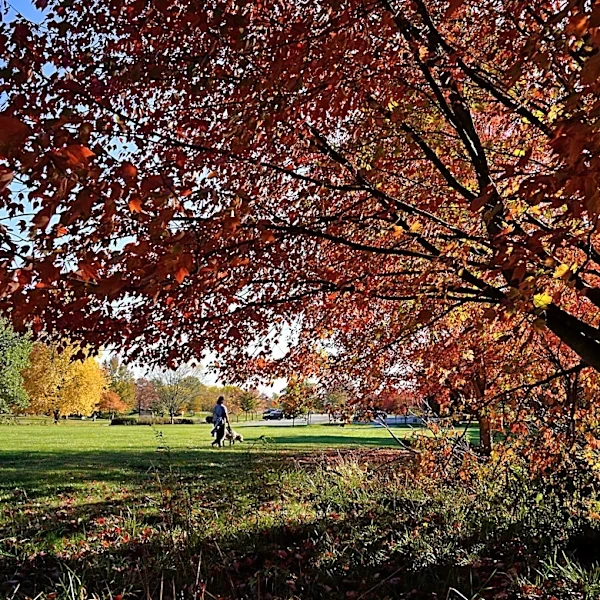 When will peak fall colors reach Cincinnati? See 2026 foliage maps