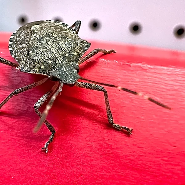 Getting stink bugs in the house? How to get rid of the smelly insects
