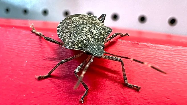 Getting stink bugs in the house? How to get rid of the smelly insects