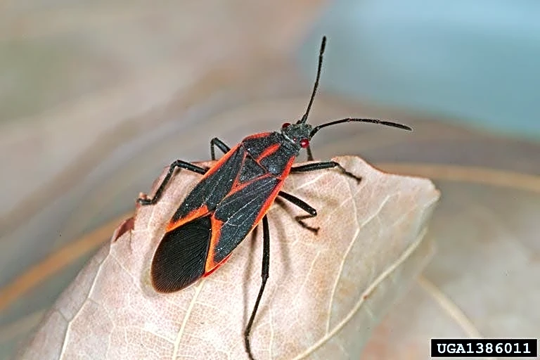 Why you shouldn't crush boxelder bugs that invade your home this fall