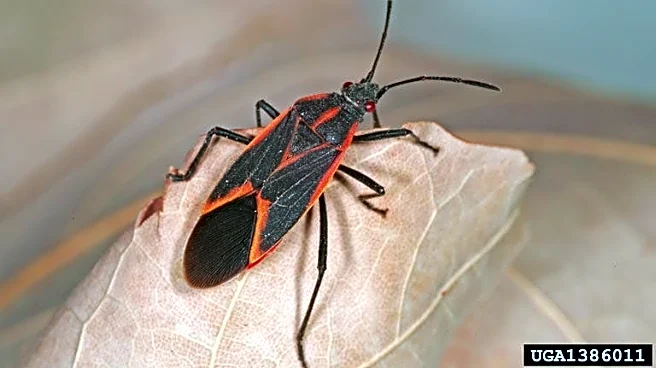 Why you shouldn't crush boxelder bugs that invade your home this fall