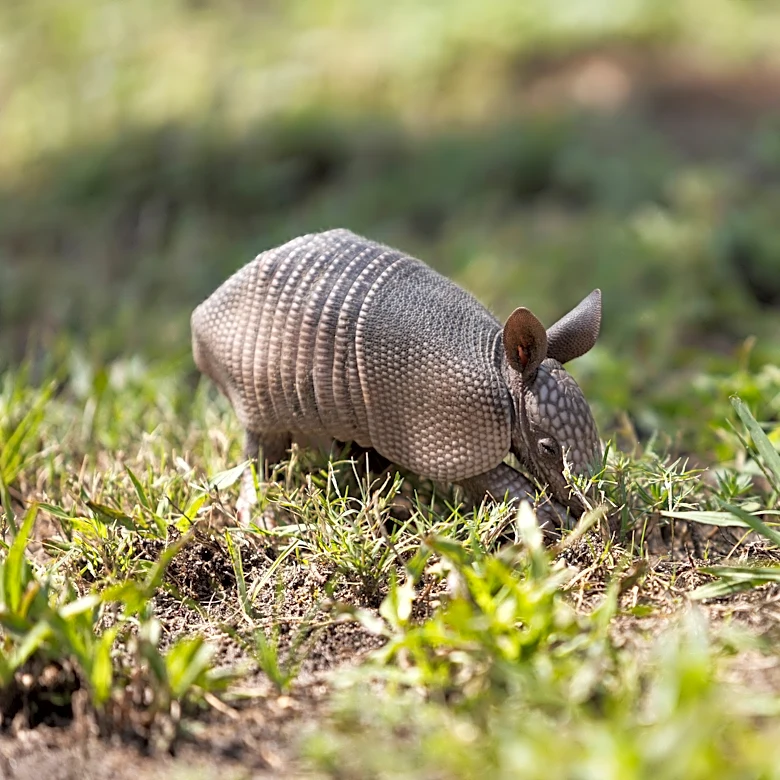 Armadillos are settling in Ohio. Will they survive the winter?