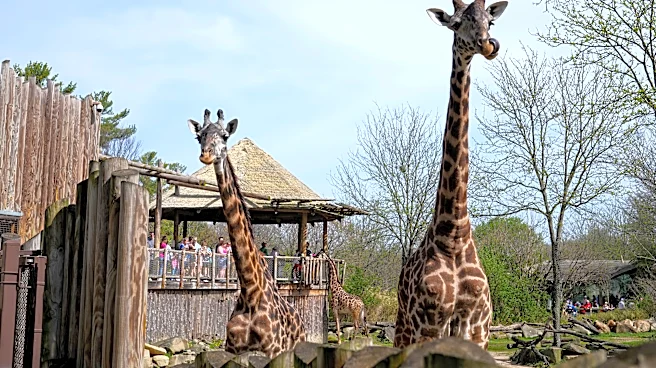 Cincinnati Zoo will livestream animal birth for the first time ever